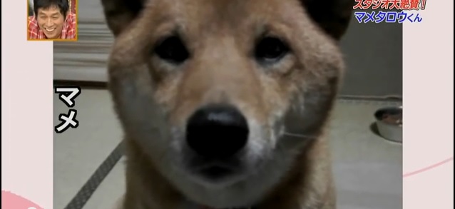 【爆笑動画】飼い主の言うことが完璧にわかっている柴犬
