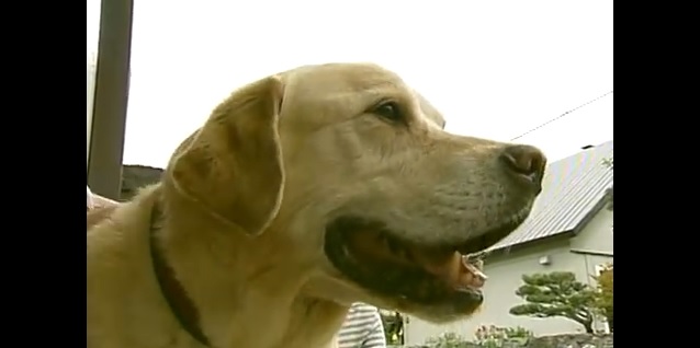 【泣ける】ある盲導犬が現役を引退し余生を過ごす場所・・そこにも胸が熱くなるドラマがあった!