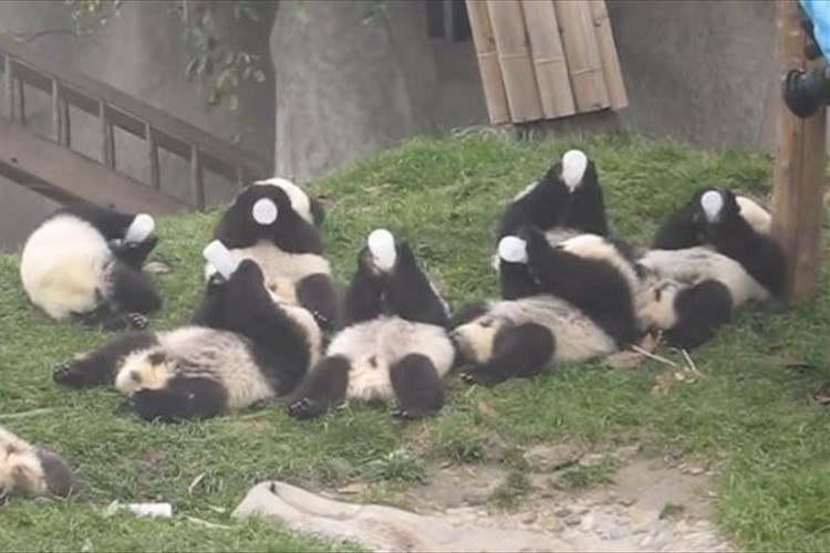 赤ちゃんパンダが一斉に哺乳瓶のミルクを飲む動画が可愛すぎて、ずっと見ていたい♪
