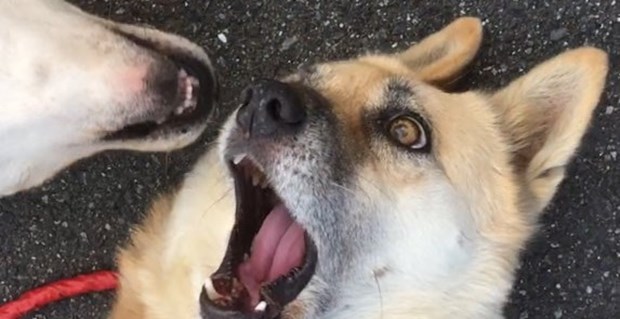 「やめて、来ないでっ」・・一体何があった?愛犬を撮った写真が決定的瞬間すぎる〜ww