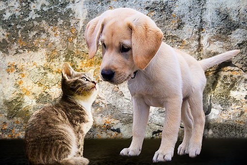 これめっちゃ分かる!犬と猫を飼った人ならきっと共感する・・犬と猫の違いを描いた海外の漫画が面白い!