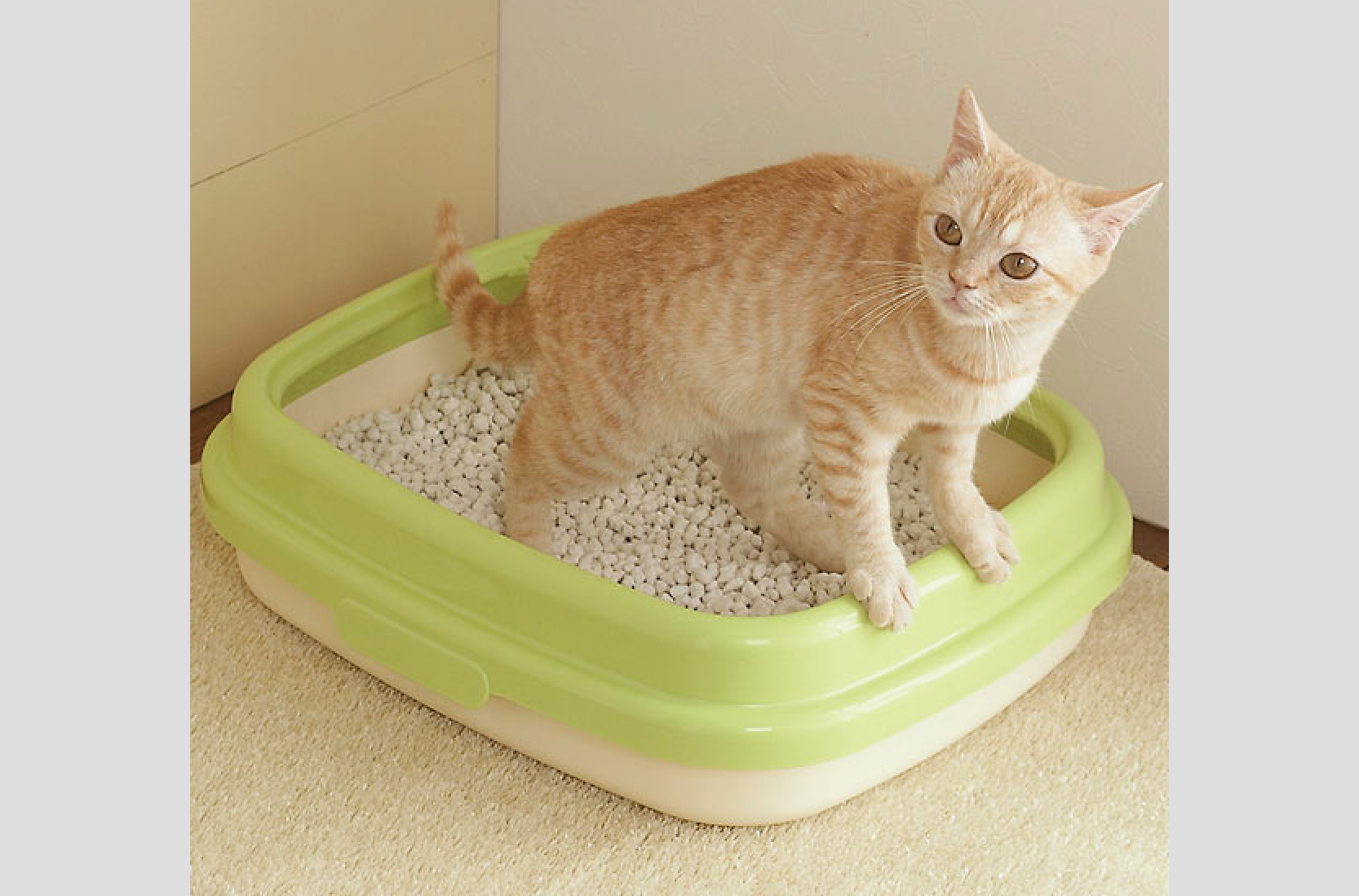 上の階の住民がトイレに猫砂を流したため、1階の住民が大変な被害を被った!・・たとえ流せるタイプのものでも流さないで!東京では条例で禁止しています。