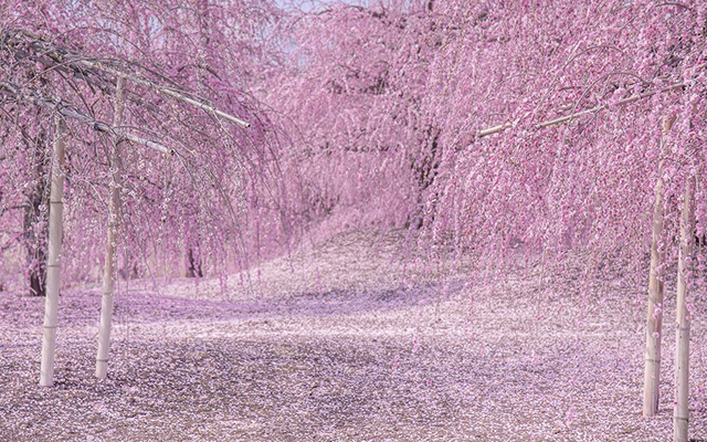 これぞ日本の美! 三重で撮影された満開のしだれ梅の写真がとても幻想的で癒されます♪