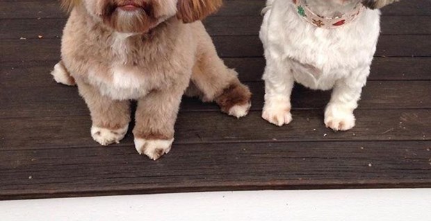 この顔は犬じゃないだろ・・誰もが二度見必至の人面犬が話題沸騰!