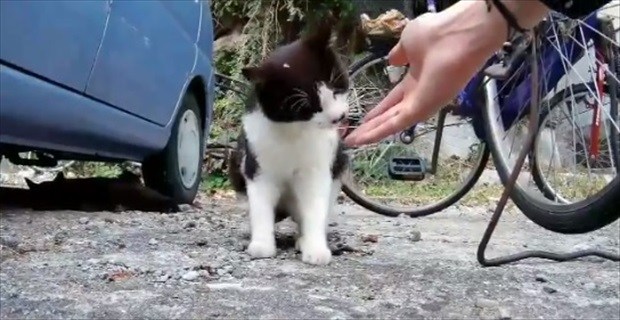 猫ちゃんに噛まれた直後、別の紳士猫が癒しに来てくれた!・・そのめっちゃ紳士的な行動にキュン死!