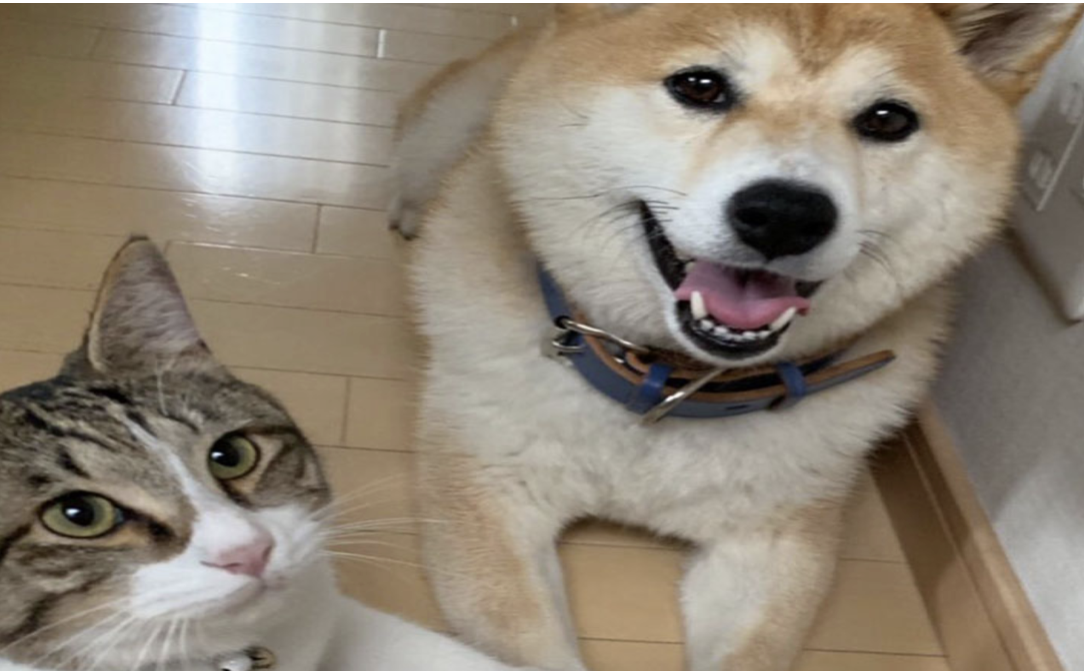 散歩に行くと思って嬉しそうなワンちゃんを、病院に行くことを察した猫ちゃんが必死に止める姿が可愛すぎる・・・!