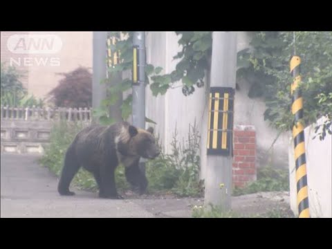 クマが住宅街に出没している事件。「麻酔銃で眠らせて山に帰せばいいのに」と思ってる人へ。そうできない理由に考えさせられる。