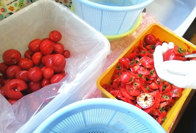 「熟したトマト、傷んでしまう前に・・・」トマト農家さん直伝のトマトの『保存方法と調理の知恵』が最高に為になる！