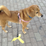 黄色のリボンをつけているワンちゃん・・黄色のリボンにどんな意味があるかご存知ですか?
