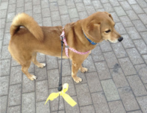 黄色のリボンをつけているワンちゃん・・黄色のリボンにどんな意味があるかご存知ですか？