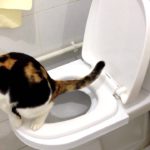 えっ、何でダメなの?ネコのうんちを絶対トイレに流してはいけない理由