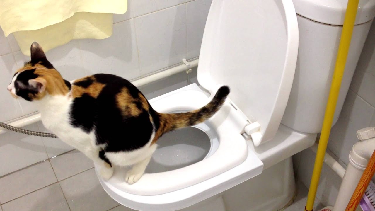 えっ、何でダメなの？ネコのうんちを絶対トイレに流してはいけない理由