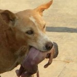 【許せない】ゴミ箱に捨てられていた赤ちゃん。なんと見つけたのは野良犬!野良犬に咥えられた赤ちゃん、この後一体どうなるのか?