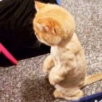 ヘアカットに失敗した猫が鏡を見て呆然・・何だかその姿がかわいい♡