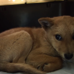 【感動】ガス室が満杯で殺処分を明日に延期された子犬。この子犬こそが、かの有名な◯◯だったのだ!