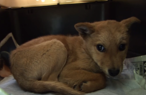 【感動】ガス室が満杯で殺処分を明日に延期された子犬。この子犬こそが、かの有名な◯◯だったのだ！