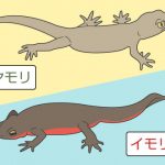 一文字違いで全然違う、「イモリとヤモリの違い」が一目で分かるイラストが話題!