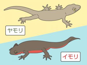 一文字違いで全然違う、「イモリとヤモリの違い」が一目で分かるイラストが話題！