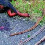 【衝撃】真夜中に飼い犬の激しい泣き声で目が覚めて駆け寄ってみると、そこは血の海と化していた!