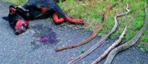 【衝撃】真夜中に飼い犬の激しい泣き声で目が覚めて駆け寄ってみると、そこは血の海と化していた！