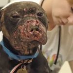 アメリカで今尚根強い人気の「闘犬ギャンブル」そこから保護された傷だらけの犬が救助隊員の膝の上でとった驚くべき行動とは・・?