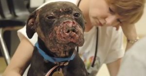 アメリカで今尚根強い人気の「闘犬ギャンブル」そこから保護された傷だらけの犬が救助隊員の膝の上でとった驚くべき行動とは・・？