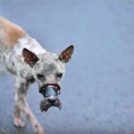 この犬が一体何をしたというのか?瀕死の状態で保護されたこの犬の運命は・・?