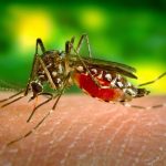 【アウトドアにお勧め】どの家庭でも捨ててしまう『アレ』が蚊取り線香になる驚きの裏ワザ!
