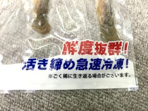 【検証】活き締め急速冷凍された「ドジョウ」は本当に生き返るのか？