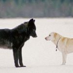 絶体絶命!犬を散歩していたら野生の狼に遭遇・・狼に近づく愛犬を成す術もなくただ眺めていたら、とんでもないことが起こった!