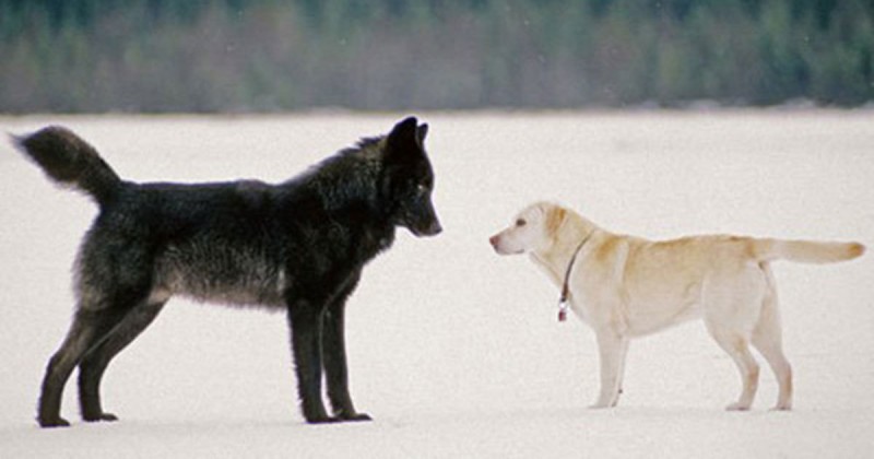 絶体絶命！犬を散歩していたら野生の狼に遭遇・・狼に近づく愛犬を成す術もなくただ眺めていたら、とんでもないことが起こった！
