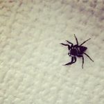 『お願いだから見逃してあげて』よく見かけるアイツ、実は有能な我が家のスナイパー!