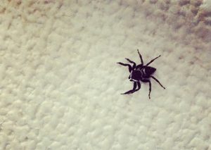 『お願いだから見逃してあげて』よく見かけるアイツ、実は有能な我が家のスナイパー！