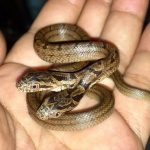 【超希少】「えっ、本当にいるんだ!」関西で野生の双頭蛇が発見される!