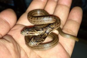 【超希少】「えっ、本当にいるんだ！」関西で野生の双頭蛇が発見される！