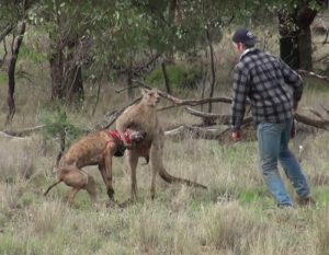凶暴なことで知られるカンガルーに愛犬が襲われている！愛犬を助けるために戦った男性がかっこよすぎる〜！！