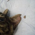 『この事実を知ってほしい』耳の先端に切れ込みがある猫は○○しているという目印!