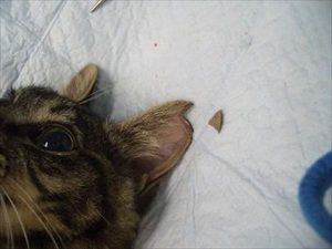 『この事実を知ってほしい』耳の先端に切れ込みがある猫は○○しているという目印！