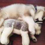 なんでもすぐ壊すヤンチャなワンちゃんに『犬のぬいぐるみ』を与えたら、1年後・・・