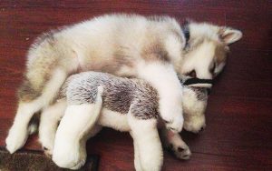 なんでもすぐ壊すヤンチャなワンちゃんに『犬のぬいぐるみ』を与えたら、1年後・・・