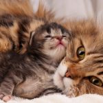 「猫ちゃんは亡くなる時に飼い主の不幸を持てるだけ持って行こうとする」・・こんな冒頭で始まる漫画が泣けてくる!