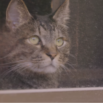 「猫は３年間の恩を３日で忘れる」と言いますが、2年前に別れた元飼い主の声を覚えているでしょうか？　そんな実験の結果、こうなりました・・