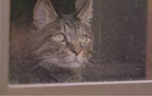 「猫は３年間の恩を３日で忘れる」と言いますが、2年前に別れた元飼い主の声を覚えているでしょうか？　そんな実験の結果、こうなりました・・