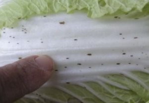 知らなかった！捨てないで！白菜についている黒いブツブツの正体に驚き！
