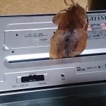 この発想はなかった!シュレッダーで「スルメ」を入れると「さきいか」になるのか?・・実際にやってみたらこうなった!ww