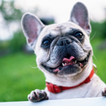 『動物が苦手だった私が12年犬を飼って分かったこと』→漫画にグッとくる・・・(涙)