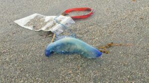 触らないで！海岸に落ちているこの綺麗なガラスのようなもの、何か知っていますか・・？