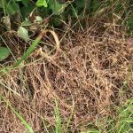 除草剤を使わずに草を枯らす超簡単な裏技に目がテン!「え、たったこれだけ!?」