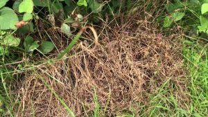 除草剤を使わずに草を枯らす超簡単な裏技に目がテン！「え、たったこれだけ！？」