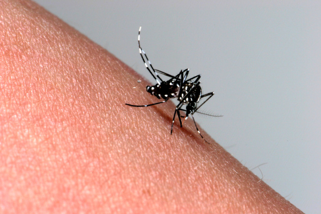 何で今まで気づかなかったのか・・「これなら確実に仕留めれる！」蚊を劇的に退治できる裏ワザが大反響！